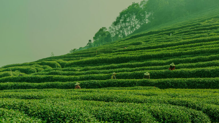 Lire la suite à propos de l’article Laculis et viverra