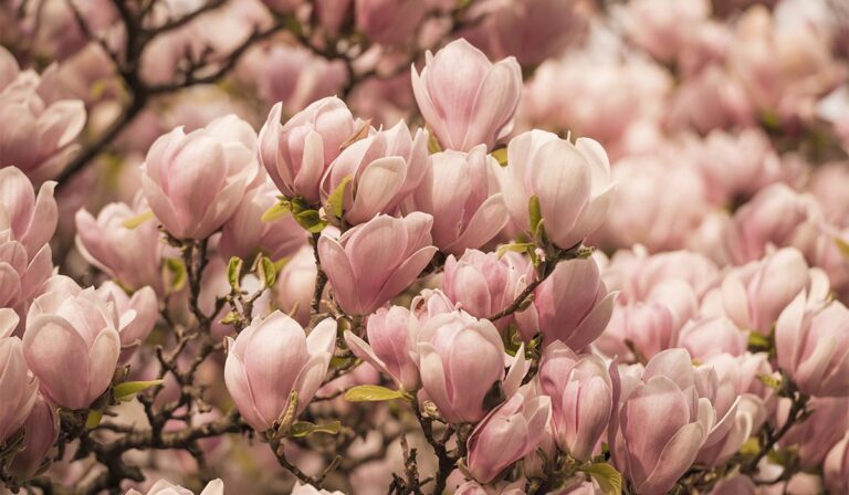 Lire la suite à propos de l’article From Waves to Sunsets A Photography Demo Featuring OceanWP Theme